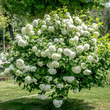 Viburnum opulus ili snježna lopta raste u raskošnim grmovima, a u vazi divno izgleda i s drugim cvijećem - 13