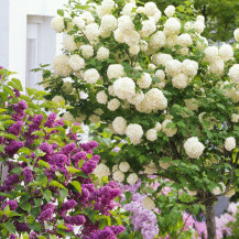 Viburnum opulus ili snježna lopta raste u raskošnim grmovima, a u vazi divno izgleda i s drugim cvijećem - 14