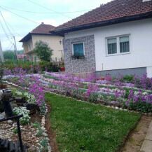 Dvorište Mubere Tabak iz BiH prepuno je ljubičastog cvijeća