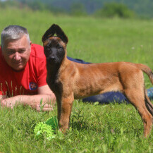 Mladi belgijski ovčar Zorro novi je potražni pas HGSS stanice Ogulin - 11