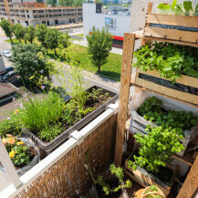 Ivana Marketin iz Zagreba svoj balkon veličine uredskog stola pretvorila je u malu zelenu oazu - 7