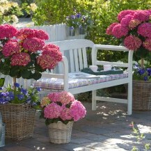 Prekrasni vrtovi s hortenzijama - 5