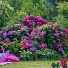 Prekrasni vrtovi s hortenzijama - 6