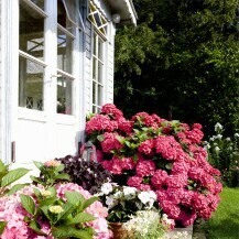 Prekrasni vrtovi s hortenzijama