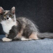 Munchkin Cat