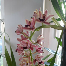 Barbara Martinić iz Donje Stubice uzgaja orhideje - 13