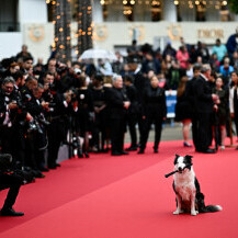 Pas Messi, zvijezda filma 'Anatomija pada', na crvenom tepihu u Cannesu - 2