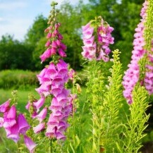 Naprstak (Digitalis)