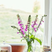 Naprstak (Digitalis)