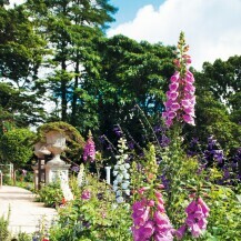 Naprstak (Digitalis)