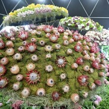Floraart 2025.