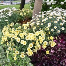 Floraart 2025.