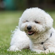 Bishon Frise