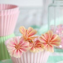 Cvijet Lewisia