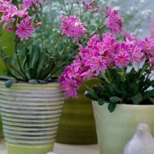 Cvijet Lewisia