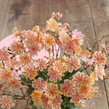 Cvijet Lewisia