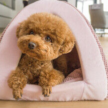 Toy pudla