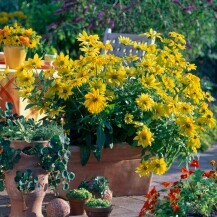 Rudbekija