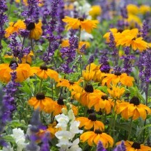 Rudbekija