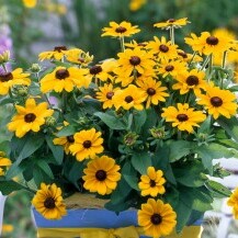 Rudbekija
