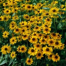 Rudbekija