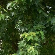 Srebrni javor (Acer saccharinum)