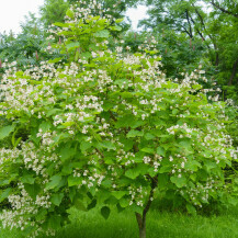 Catalpa (Catalpa bignonioides)
