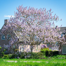 Paulovnija (Paulownia tomentosa)