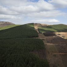 Deforestacija uzrokuje izumiranje životinjskih vrsta (Foto: AFP)