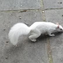Albino životinje (Foto: brightside.me) - 17