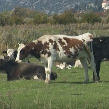 Krave u dolini Neretve - 2