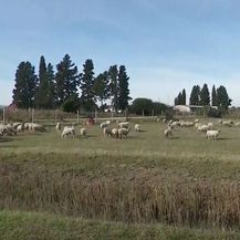 Ovce u dolini Neretve
