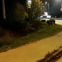 Divlje svinje - 1
