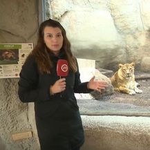 Srna Bijuk s lavovima u Zoološkom vrtu Grada Zagreba