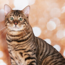 Toyger