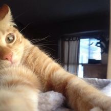 Mačji selfie (Foto: brightside.me) - 18