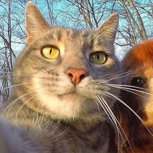 Mačji selfie (Foto: brightside.me)