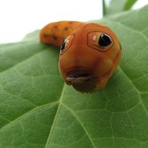 Slatke bube (Foto: Wikimedia) - 11