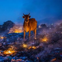 Jezive životinje (Foto: boredpanda.com) - 31