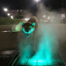 Jezive životinje (Foto: boredpanda.com) - 33