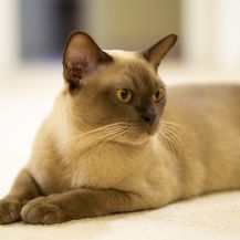 Burmanska mačka - 1
