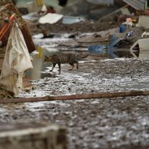 Posljedice razornog tajfuna na Japanu (Foto: AFP) - 4
