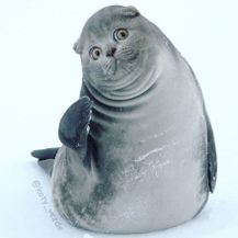 Mace face (Foto: Instagram/koty_vezde) - 22