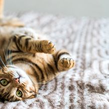 Purina ProPlan za kvalitetniji život mačke