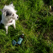 Šampone Shapello psi vole jer mirišu po svježe pokošenoj travi