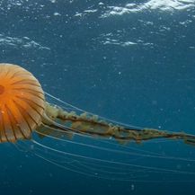 Divovska meduza u akvatoriju Trogira - 1