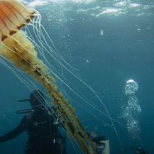 Divovska meduza u akvatoriju Trogira - 2