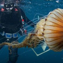 Divovska meduza u akvatoriju Trogira - 5