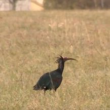 Ćelavi ibis na Grobničkom polju - 1