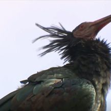 Ćelavi ibis na Grobničkom polju - 3